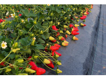 Клубника средний Inspire - Инспайр  саженцы