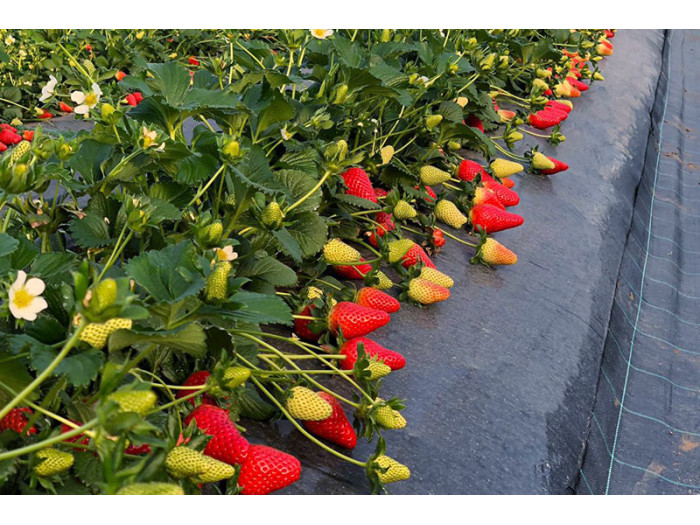 Клубника средний Inspire - Инспайр  саженцы