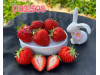 Клубника средняя U031508 саженцы