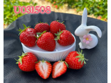 Клубника средняя U031508 саженцы