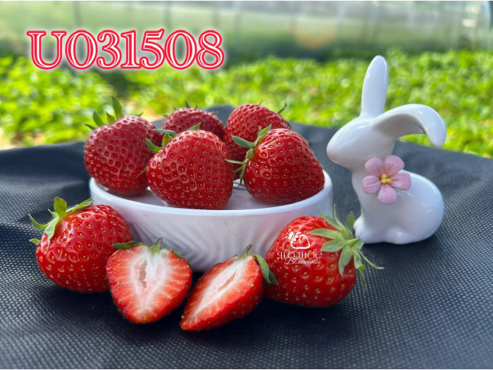 Клубника средняя U031508 саженцы