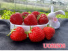 Клубника средняя U031508 саженцы