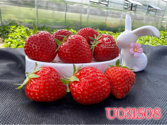 Клубника средняя U031508 саженцы