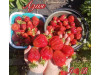 Клубника средняя Азия саженцы