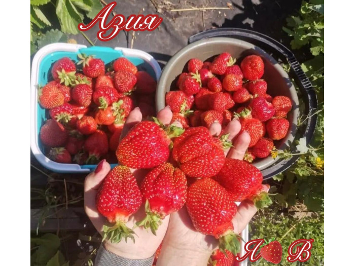 Клубника средняя Азия саженцы