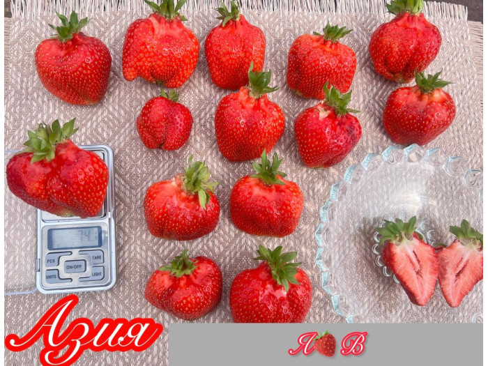 Клубника средняя Азия саженцы