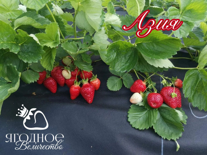 Клубника средняя Азия саженцы