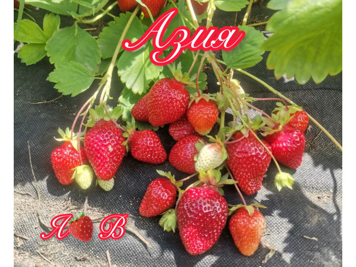 Клубника средняя Азия саженцы