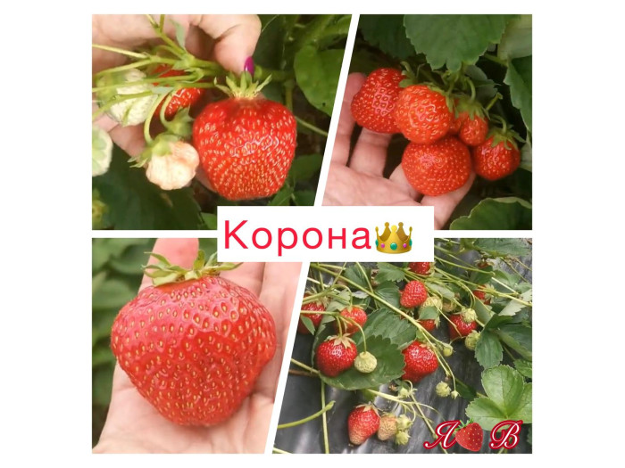 Клубника средняя Корона саженцы