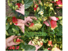 Клубника средняя Купчиха саженцы