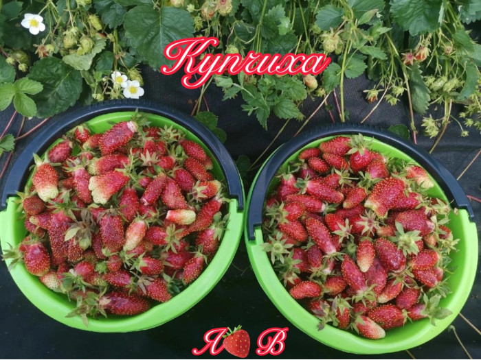 Клубника средняя Купчиха саженцы