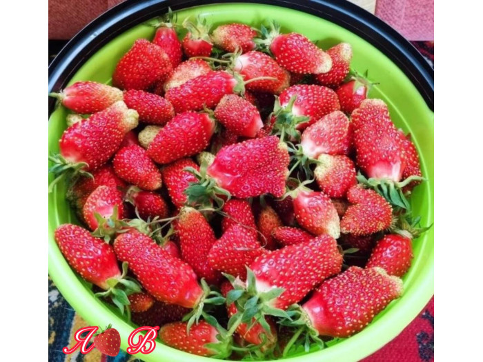 Клубника средняя Купчиха саженцы