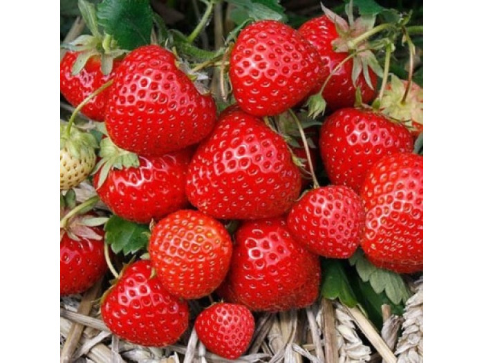 Клубника средняя Элеганс саженцы