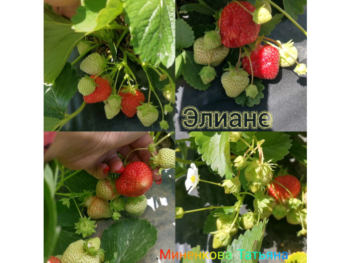 Клубника средняя Элиане саженцы