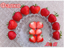 Клубника средняя Фалко саженцы