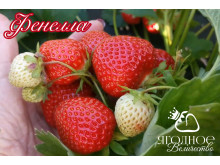 Клубника поздняя Фенелла саженцы