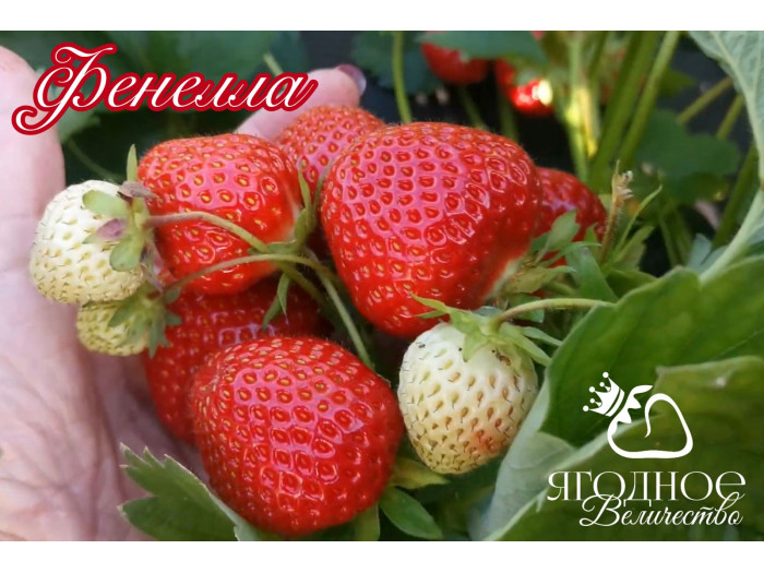 Клубника поздняя Фенелла саженцы