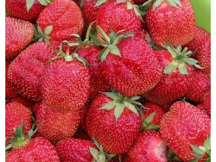 Клубника средняя Фестивальная саженцы