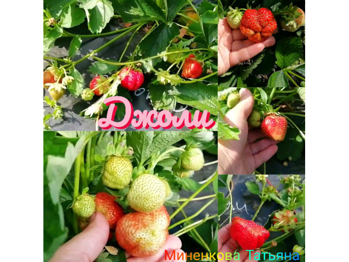 Клубника средняя Джоли саженцы