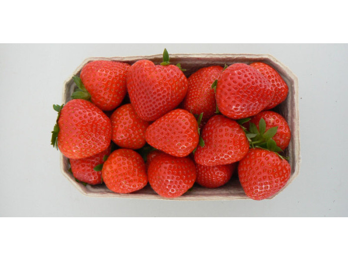 Клубника средняя Хансалола саженцы