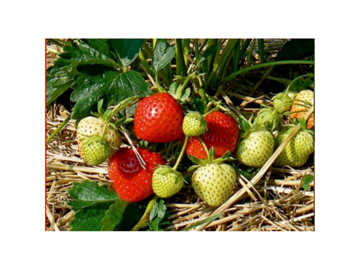 Клубника средняя Хансалола саженцы