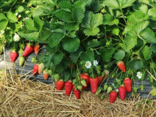 Клубника средняя Лючия саженцы