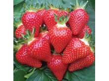 Клубника средняя Manon Des Fraises (Манон де Фрез) саженцы