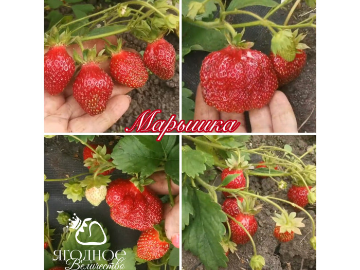 Клубника средняя Марышка саженцы