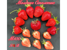 Клубника средняя Моллинг Столетие саженцы