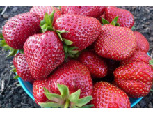 Клубника средняя Мадам Мутто саженцы