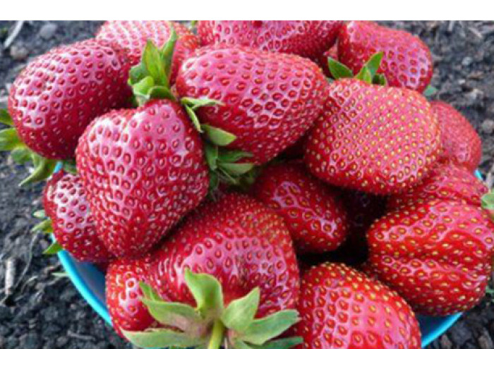 Клубника средняя Мадам Мутто саженцы