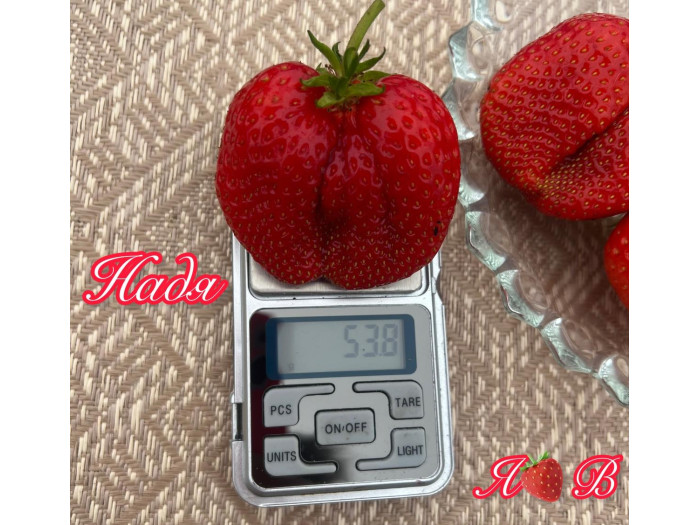 Клубника средняя Надя саженцы