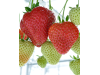 Клубника средний Opera - Опера  саженцы