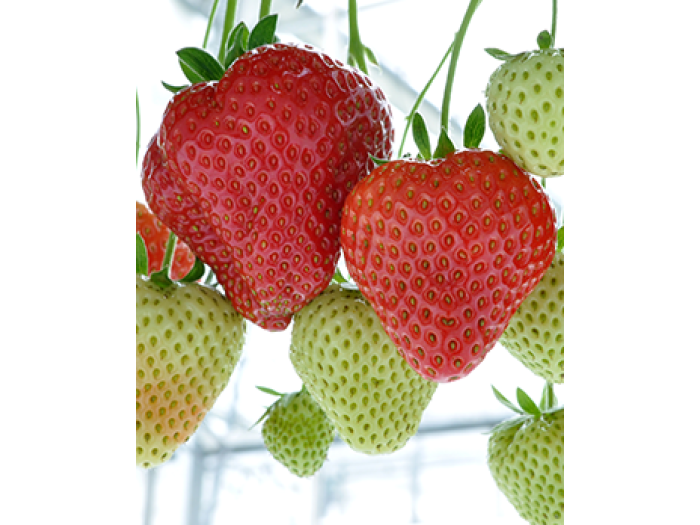 Клубника средний Opera - Опера  саженцы