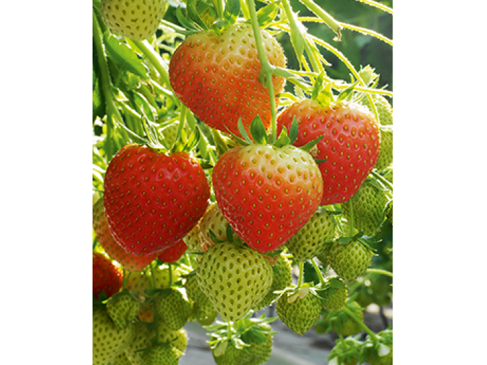 Клубника средний Opera - Опера  саженцы