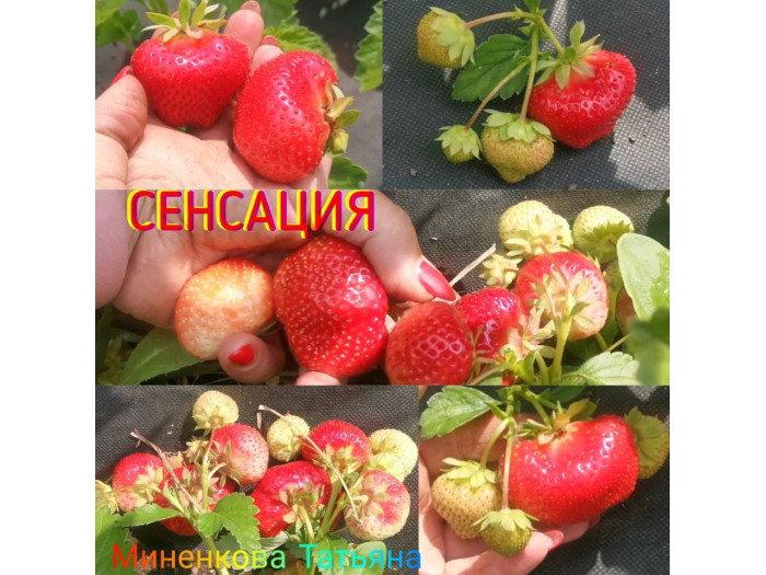 Клубника средняя сенсация саженцы