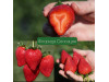 Клубника средняя Свит сенсейшен, сладкая сенсация, флорида127 (Sweet Sensation ™ (FL 09 127 cv.) саженцы