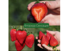 Клубника средняя Свит сенсейшен, сладкая сенсация, флорида127 (Sweet Sensation ™ (FL 09 127 cv.) саженцы
