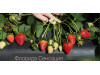 Клубника средняя Свит сенсейшен, сладкая сенсация, флорида127 (Sweet Sensation ™ (FL 09 127 cv.) саженцы