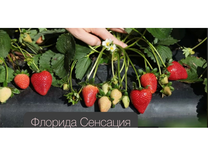 Клубника средняя Свит сенсейшен, сладкая сенсация, флорида127 (Sweet Sensation ™ (FL 09 127 cv.) саженцы