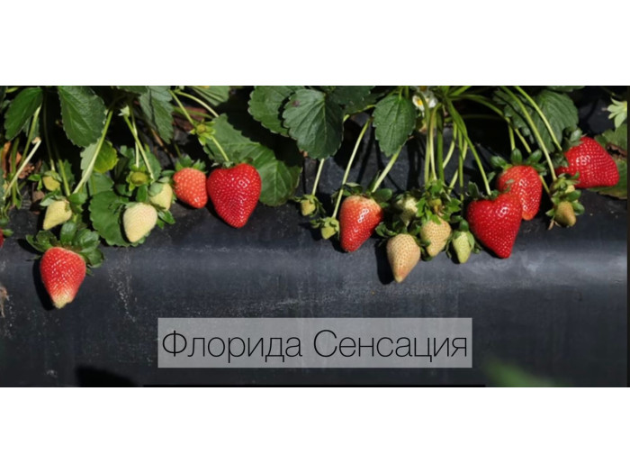 Клубника средняя Свит сенсейшен, сладкая сенсация, флорида127 (Sweet Sensation ™ (FL 09 127 cv.) саженцы