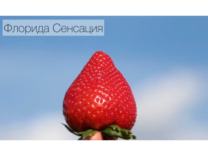 Клубника средняя Свит сенсейшен, сладкая сенсация, флорида127 (Sweet Sensation ™ (FL 09 127 cv.) саженцы