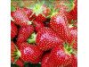 Клубника средняя Сифлоретте саженцы