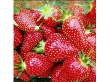 Клубника средняя Сифлоретте саженцы