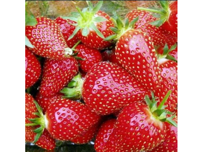 Клубника средняя Сифлоретте саженцы