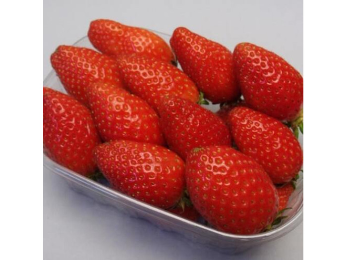 Клубника средняя Сифлоретте саженцы