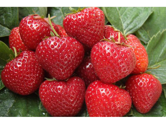 Клубника поздняя Сильвия саженцы