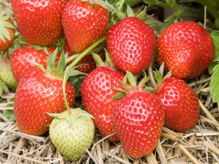 Клубника средняя Симфония саженцы