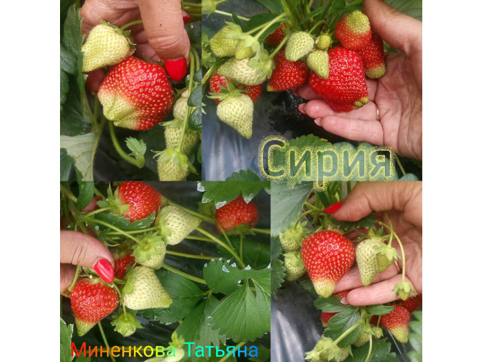 Клубника средняя Сирия саженцы