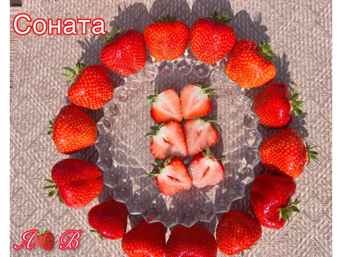 Клубника средняя Соната саженцы